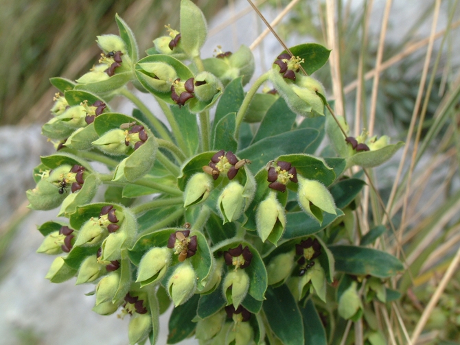 Euphorbia characias / Euforbia cespugliosa